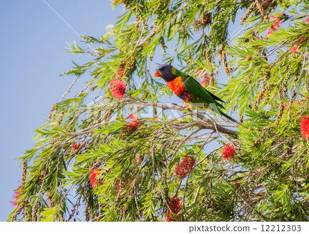Lorikeet  12212303