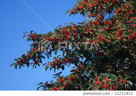 It is a name that seems to be very strong. It is a name that seems to be very strong. 12212452