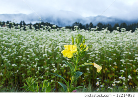 Evening primrose and soba fields Evening primrose and soba fields 12214958