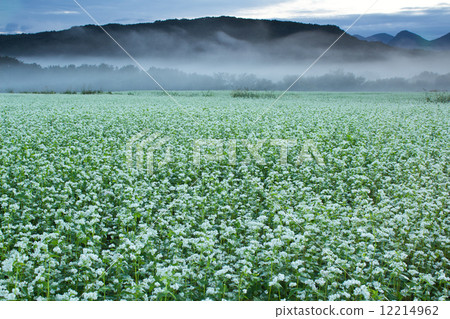 Vast buckwheat field Vast buckwheat field 12214962