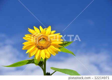 向日葵 向日葵 12214971