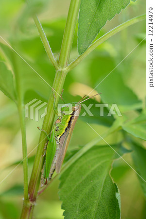  Koban Inago 12214979