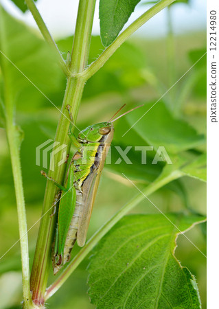  Koban Inago 12214980