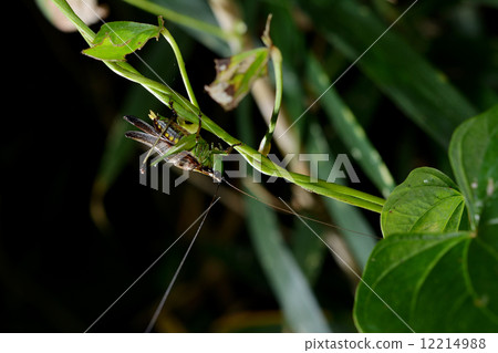 Sasakiri singing 12214988