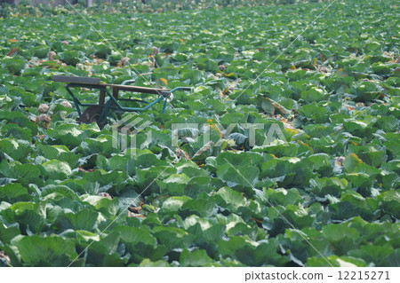 Cabaret field 12215271