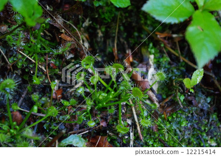 威爾士洋蔥 12215414