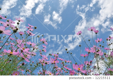 天空與波斯菊和秋天雲彩的拷貝空間 天空與波斯菊和秋天雲彩的拷貝空間 12215511