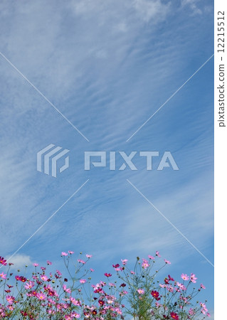 天空與波斯菊和秋天雲彩的拷貝空間 天空與波斯菊和秋天雲彩的拷貝空間 12215512