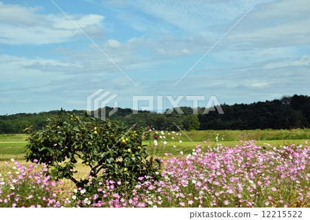 波斯菊盛開的國家風景 波斯菊盛開的國家風景 12215522