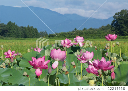 蓮花場 12215638