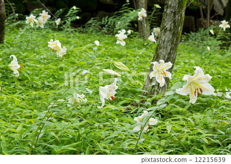 A group of lilies of lilies A group of lilies of lilies 12215639
