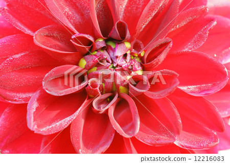 Dahlia Dahlia 12216083