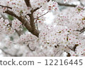 Cherry Blossoms	 12216445