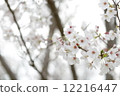 Cherry Blossoms	 12216447