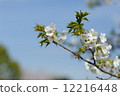 Cherry Blossoms	 12216448