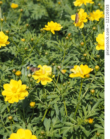 Yellow cosmos and butterfly 12216938