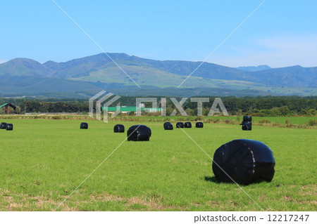 Prairie的黑色黑色玫瑰 12217247