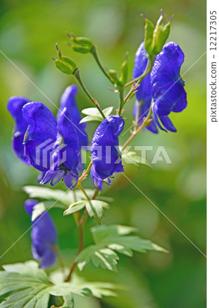 Miyama Torikabuto 12217305