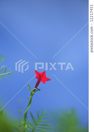 Rakousou Rakousou 12217451