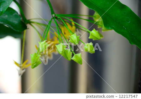 Hoya Murchiflora 12217547