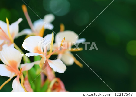 Hanashukusha 12217548