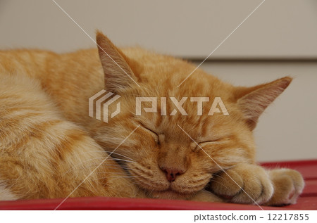 Sleeping cat 12217855