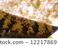 Autumn leaves Kanagawa 12217869