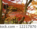 Autumn leaves Kanagawa 12217870