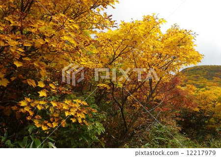 Morigon dake autumn leaves 12217979