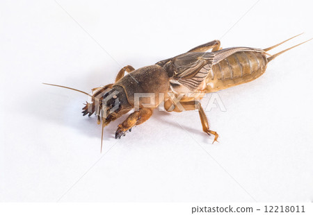 Close up of mole cricket 12218011