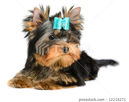 yorkshire terrier 12218271
