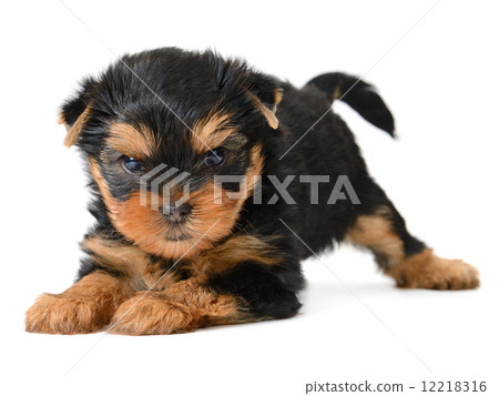 yorkshire terrier 12218316