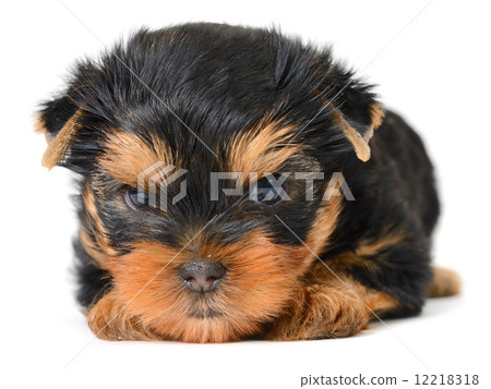yorkshire terrier 12218318