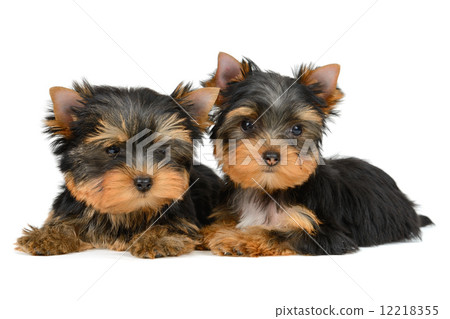 yorkshire terrier 12218355