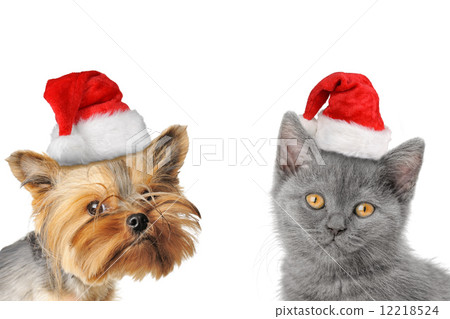 chrismas dog and cat 12218524