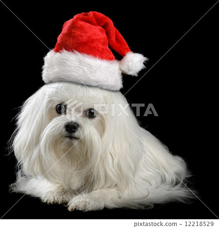 lap-dog 12218529