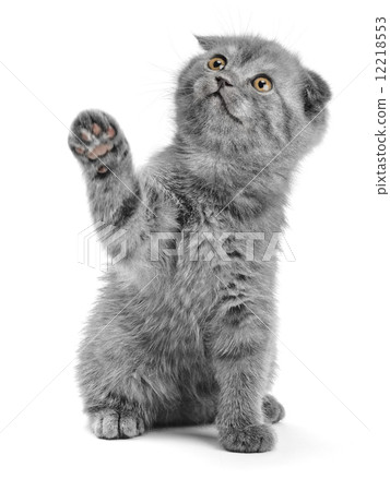 Scottish Kitty 12218553