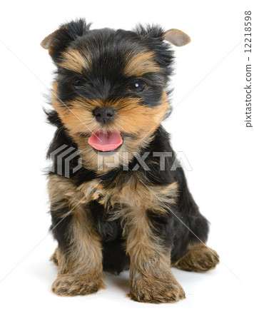 yorkshire terrier 12218598