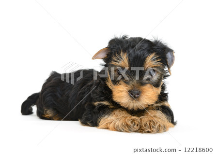yorkshire terrier 12218600