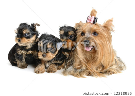 yorkshire terrier 12218956