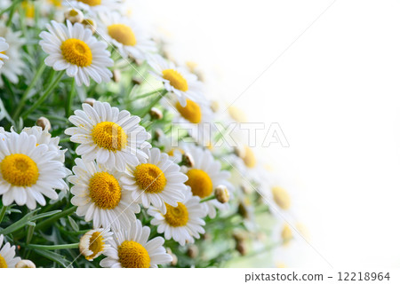 naure power 12218964