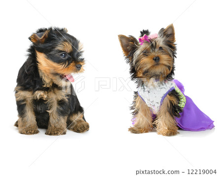 yorkshire terrier 12219004