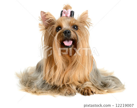 yorkshire terrier 12219007