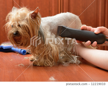 grooming grooming 12219010