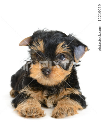 yorkshire terrier 12219039