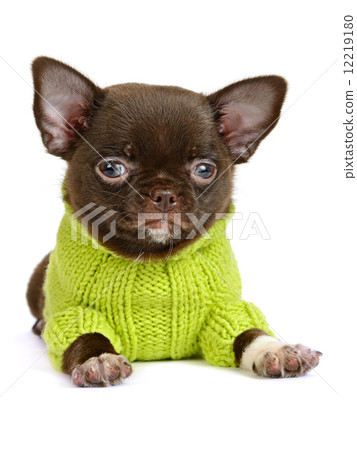 Chihuahua Chihuahua 12219180