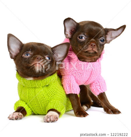 Chihuahua Chihuahua 12219222