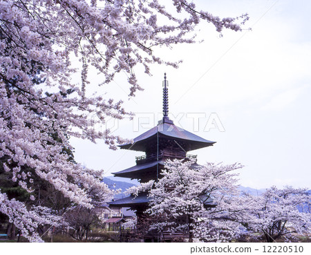 三重塔和櫻花在Anzu八幡神社 三重塔和櫻花在Anzu八幡神社 12220510