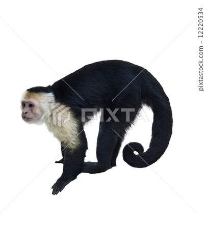 White Throated Capuchin Monkey 12220534