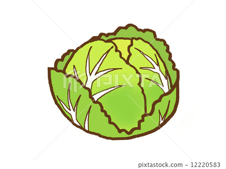cabbage cabbage 12220583